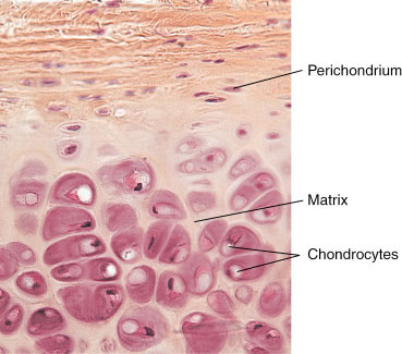 Hyaline Cartilage Connective Tissue