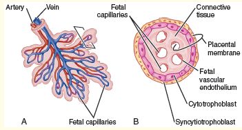 placental membrane